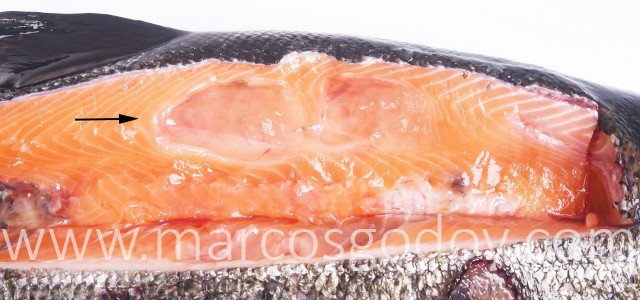 RSPCA must not reinstate endorsement of farmed salmon :: NOFF