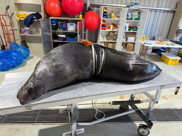 Dead seal - Dept of Natural Resources and Environment photo