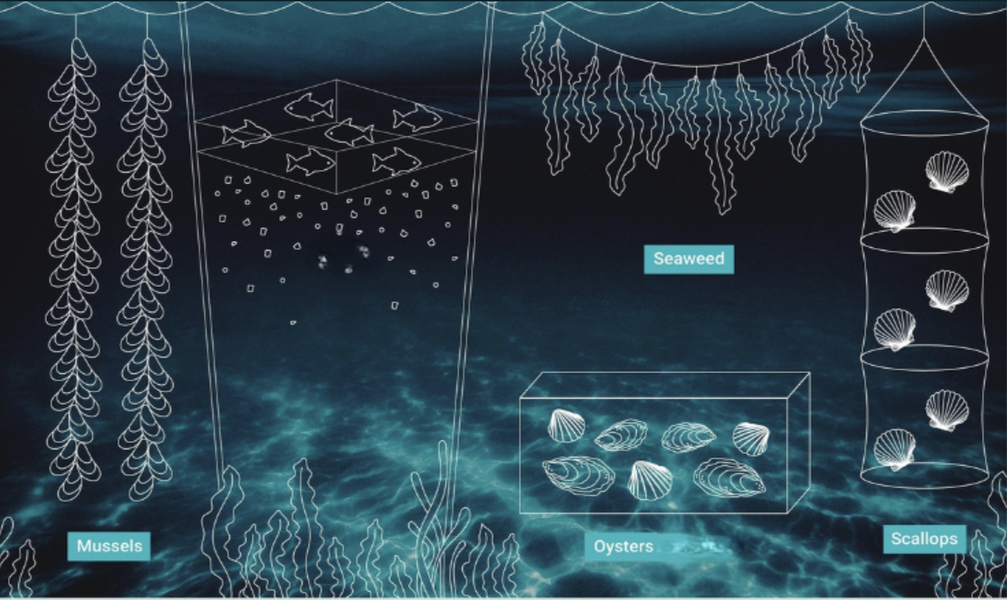 A diagram of 'vertical' seafarming (Image: Bruny Island Seafarms))